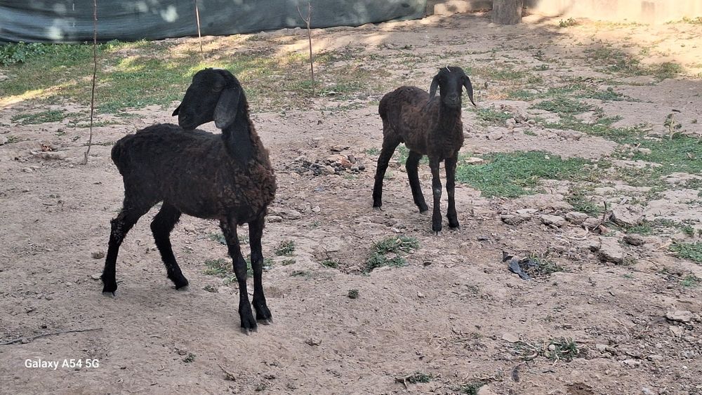Жайдари кузилар келиштириб бераман