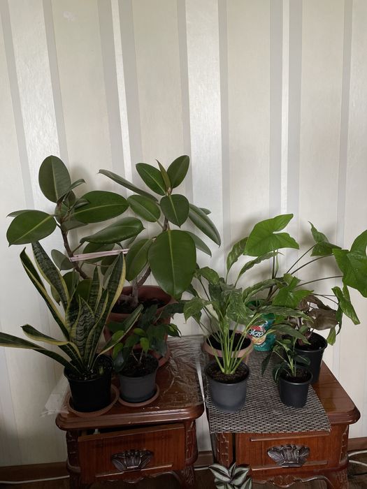 Продам комнатные растения