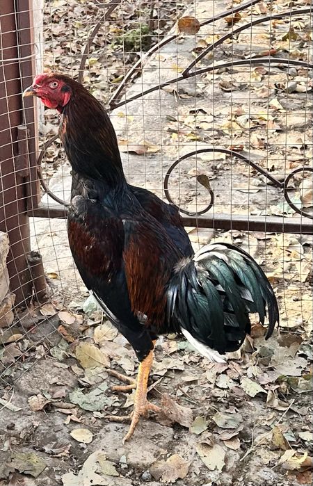 Дакан хуроз сотилади