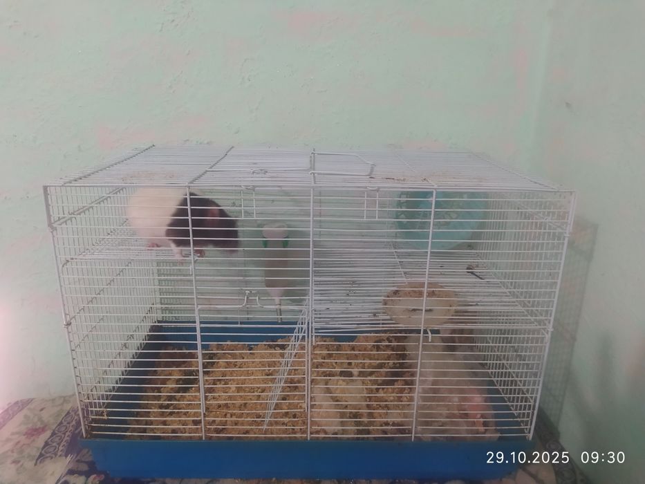 Продам клетку с крысой