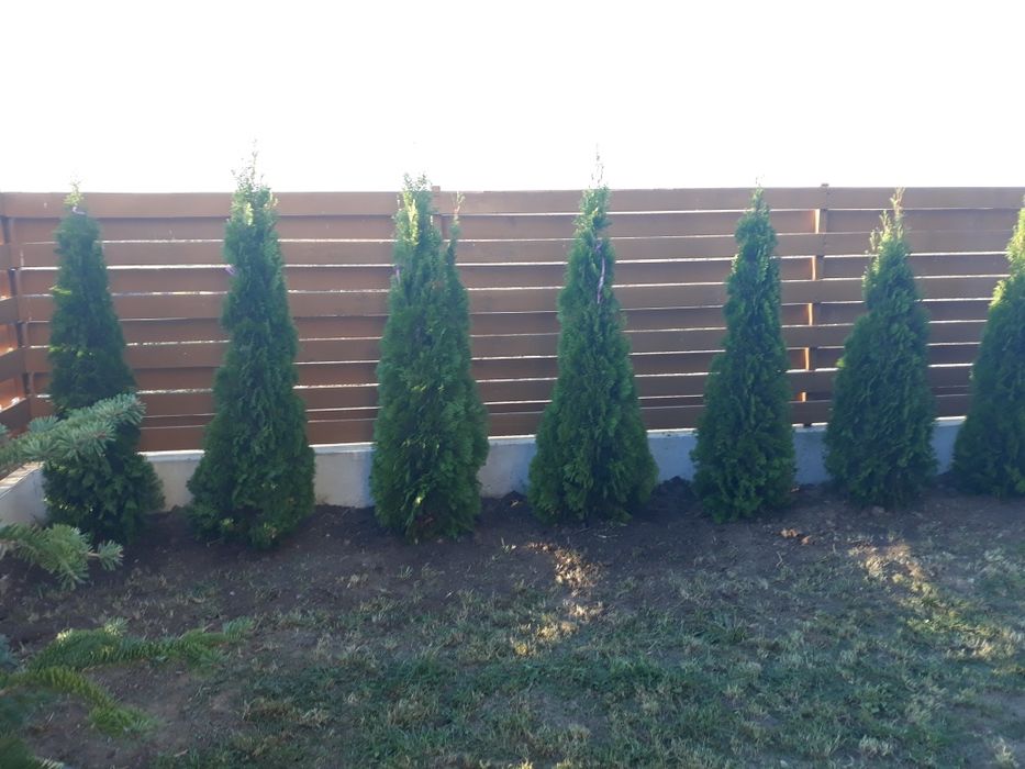 Vand tuia(thuja) smaragd si columnaris(smarald)