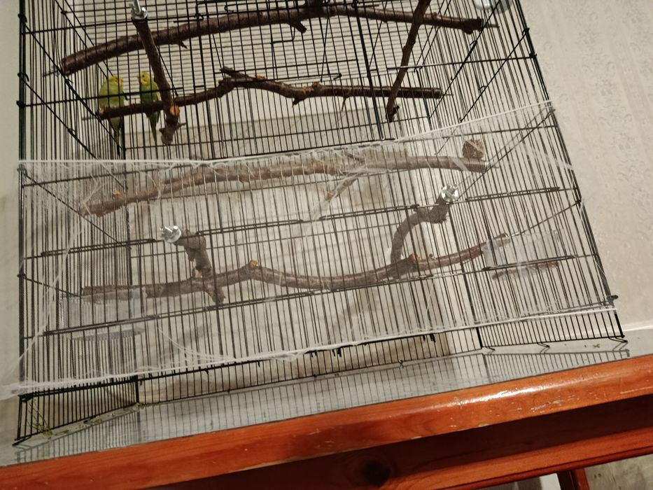 Попугаи с клетками