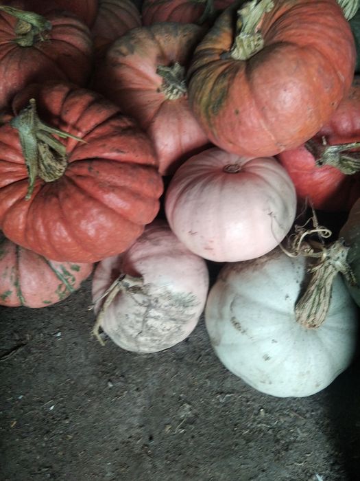 Продам тыкву мускатных сортов
