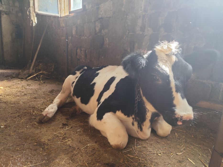Vând vițea varta 5 luni