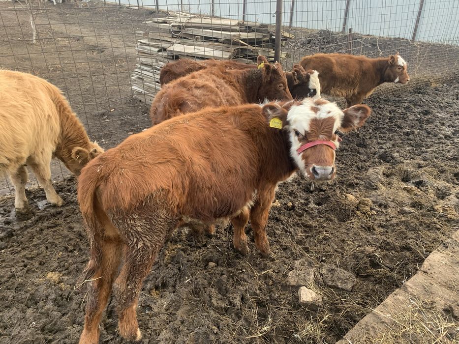 Еркек баспақ сатылады