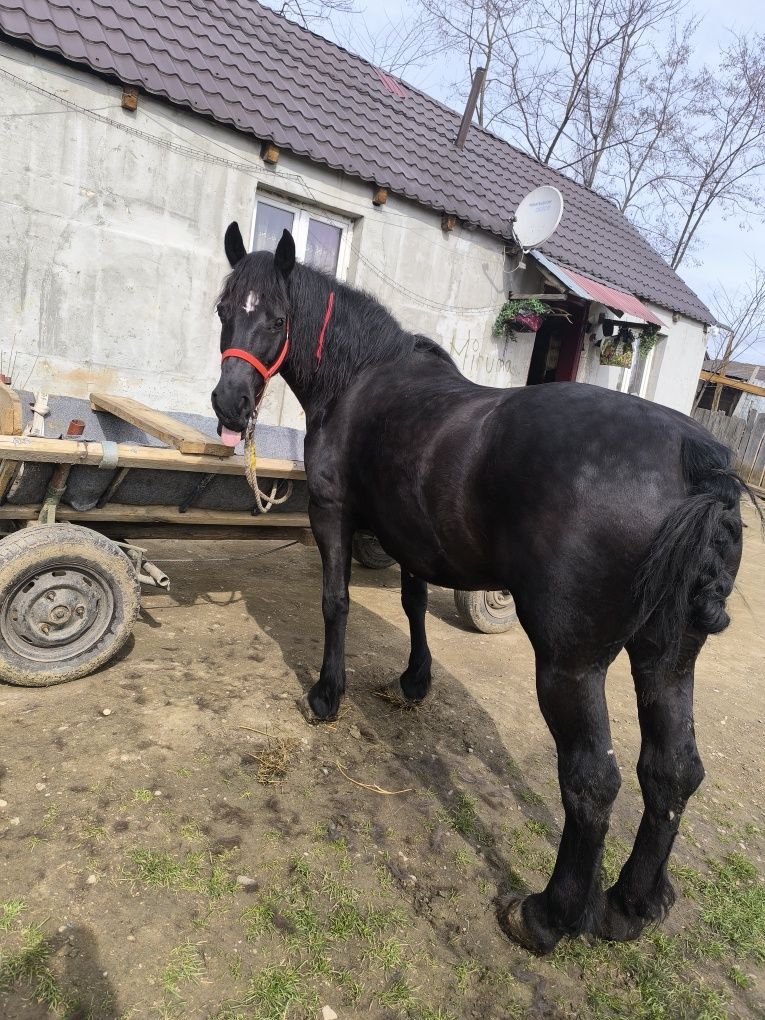 De vânzare iapa de 8 ani
