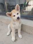 Akita inu japonez