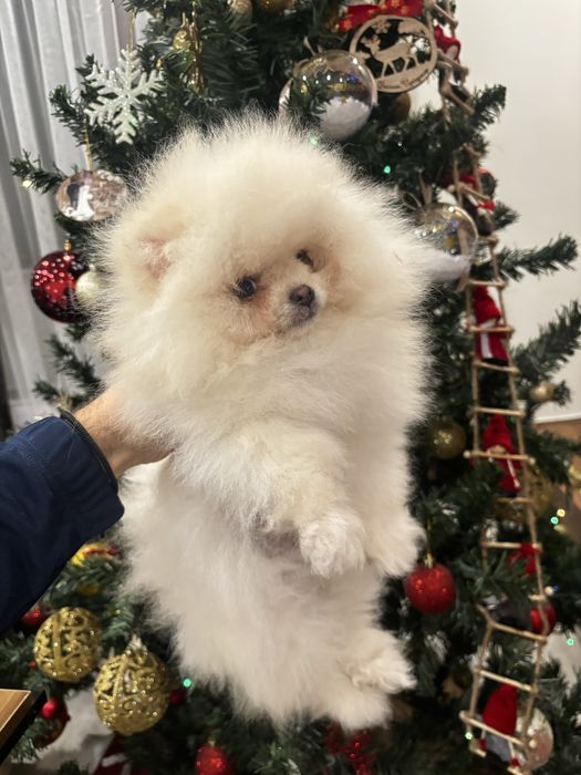 Мъжки померан бял