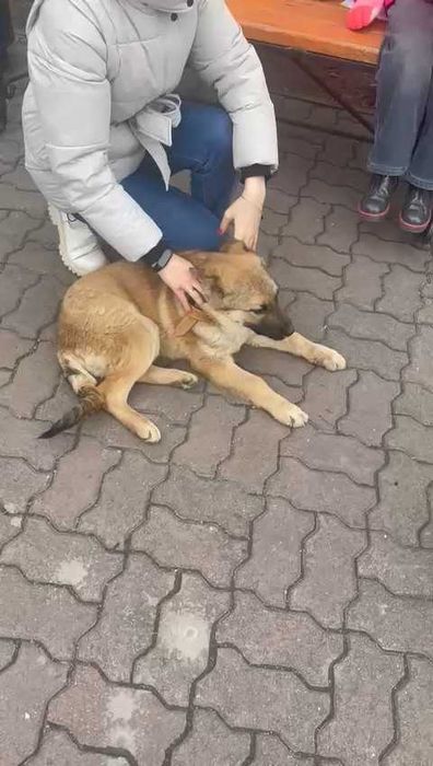 Чей потеряшка? С ошейником.