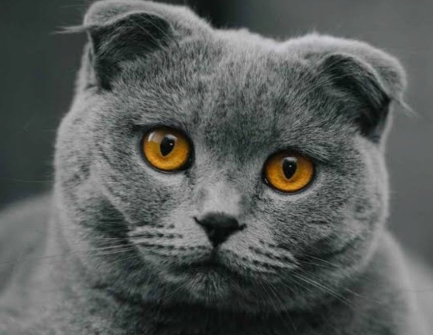 Scottish fold  mushuk