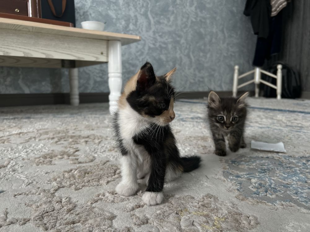 Отдам за даром котенков