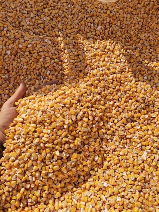 Царевица - Зърно