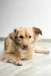 Toaletaj Canin Gheorgheni