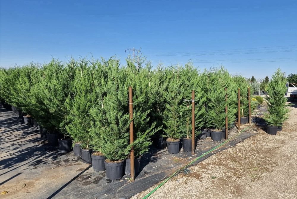 Plante Ormantale si Gazon Rulou CALITATE EXTRA