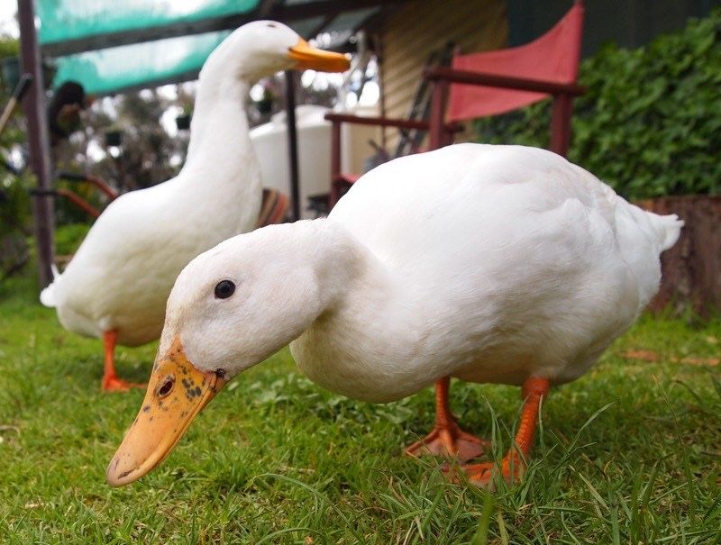 Vand rate albe de carne rasa pekin