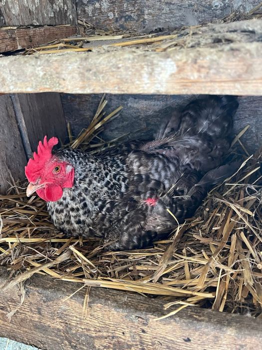 Vând Găini de Țară