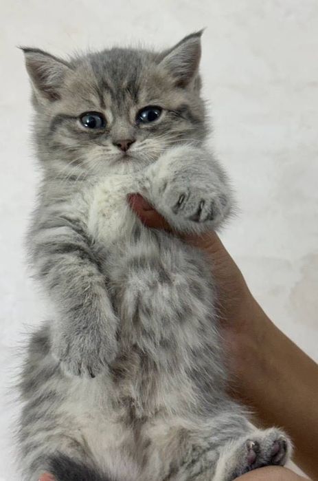 Mushukchalar sotiladi