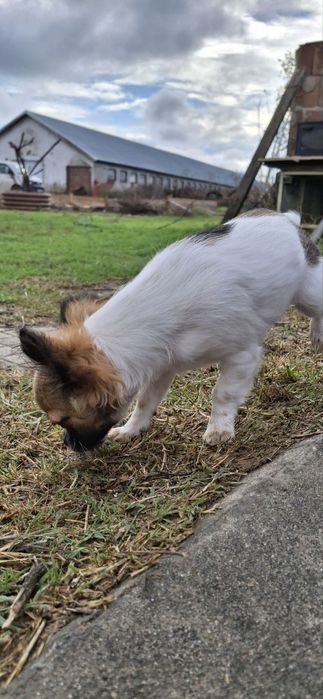 Дългокосместо Чихуахуа