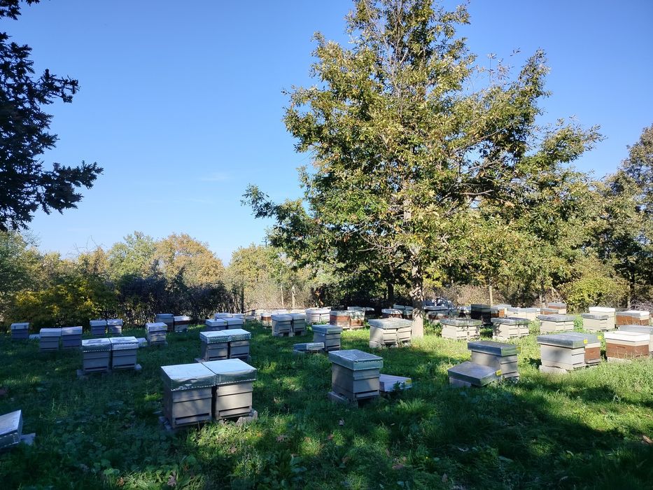 Вкусен и полезен пчелен мед от природата