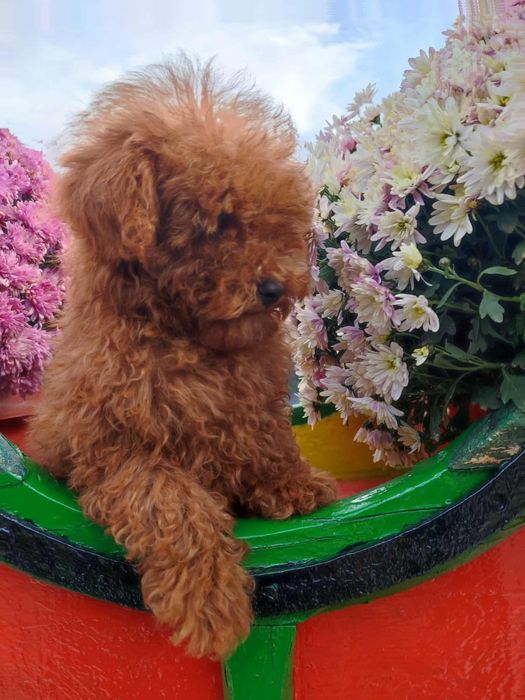 Пудел Той/Poodle Toy