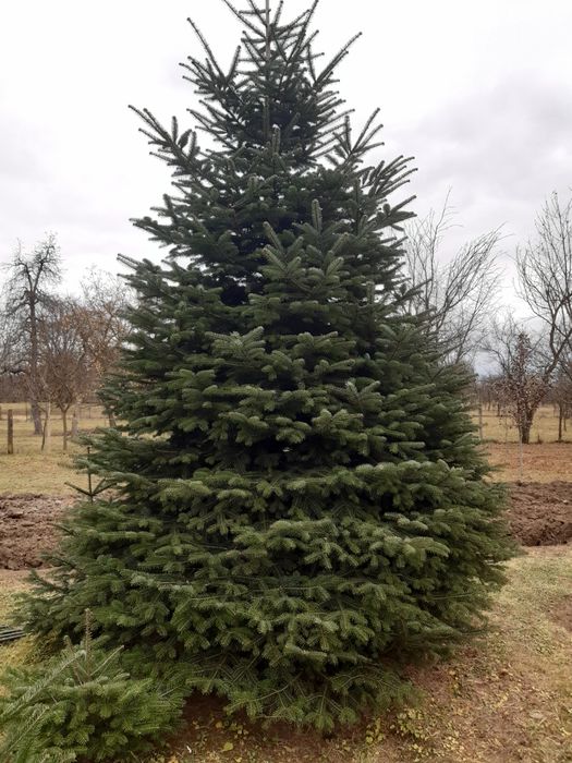 Brad nordmandian Extra