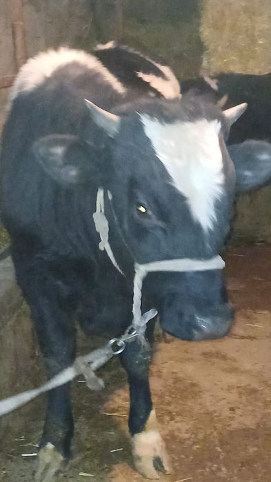 1жасар бычок сатылады