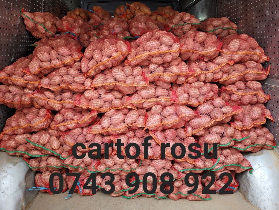 Cartofi rosu cu miez galben