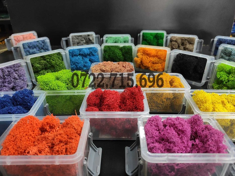 Licheni Bucuresti. Licheni Premium, importator direct