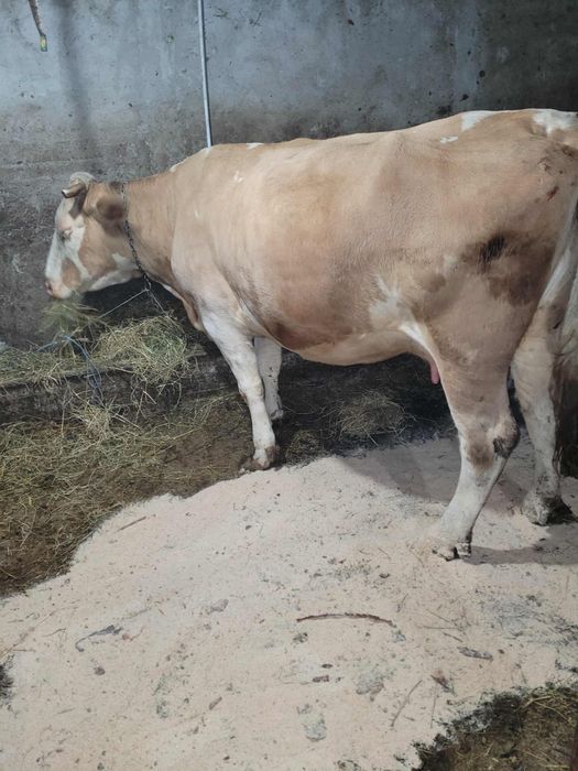 Vând vaca  balțată