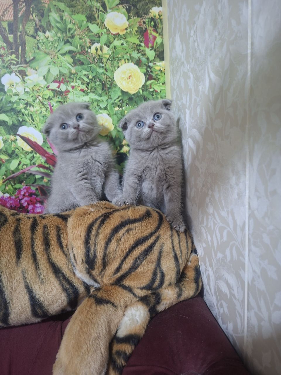 Котята фолды вислоухие