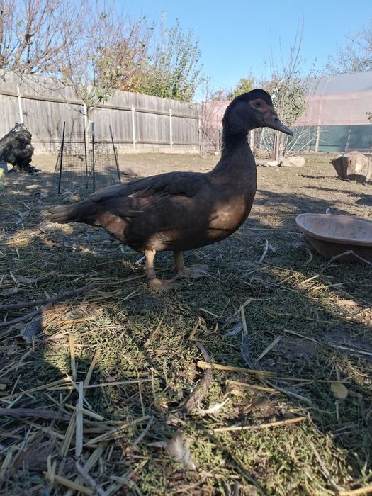 Rate mute ciocolatiu cu alb