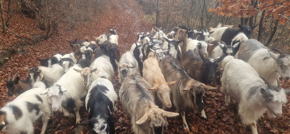 Disponibil 30 de capre