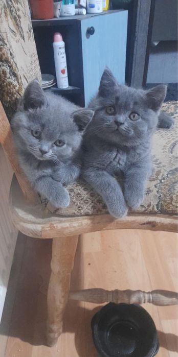 Pisoiasi British /Scotish