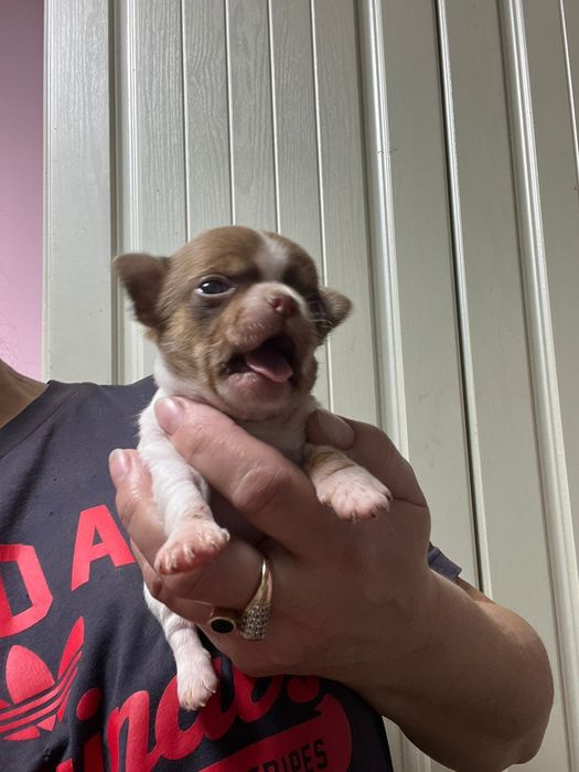 Чихуахуа мальчик готов к переезду