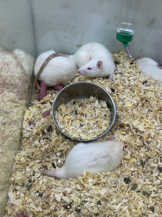 Бели плъхове мъжки и женски