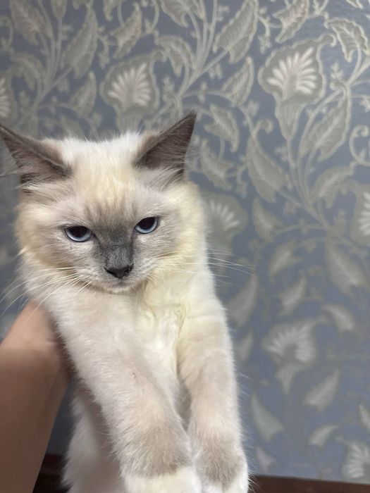 Продаются рэгдоллы