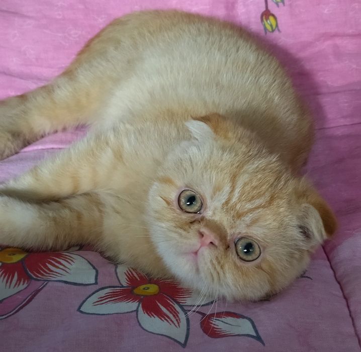 Продаётся экзот котёнок мальчик