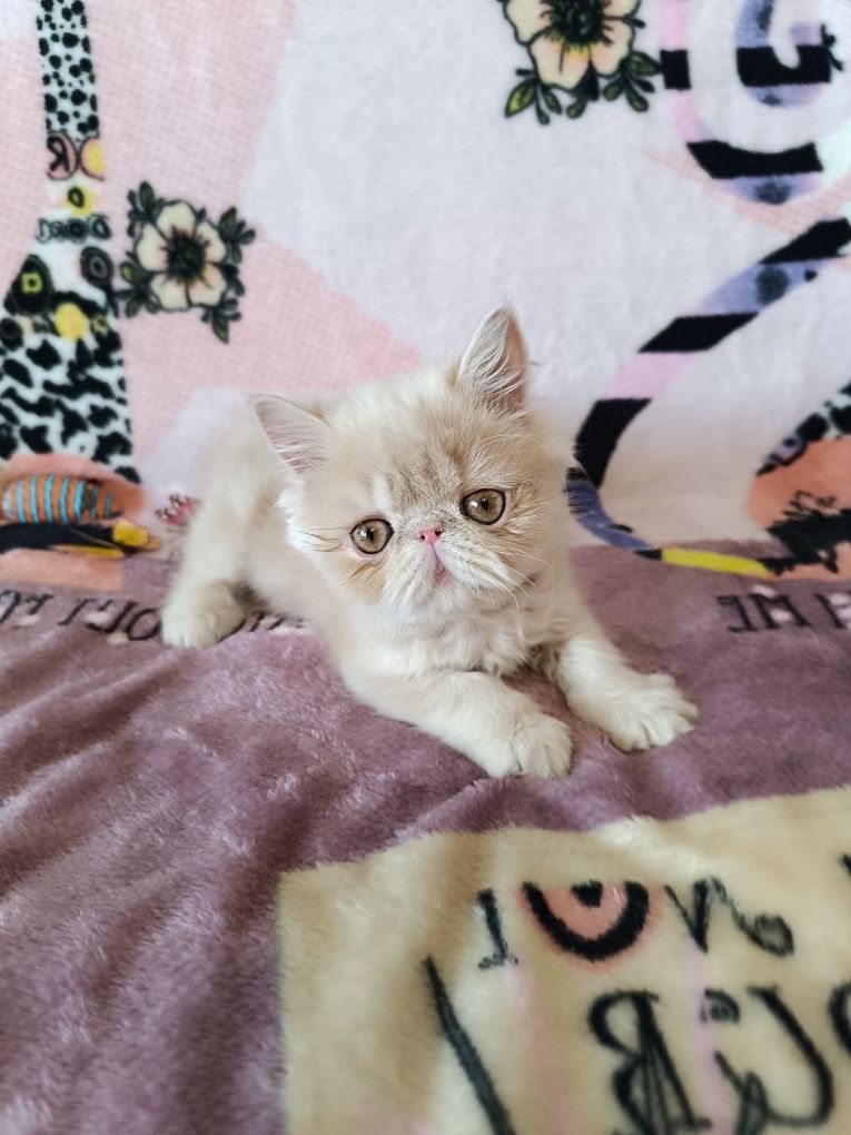Котята  экзоты из питомника