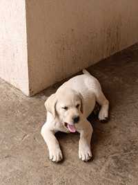 Donez căței labrador retriever