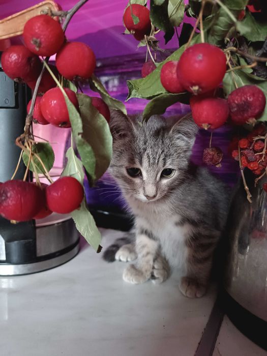 САНДРА -  котенок 1,5 мес.