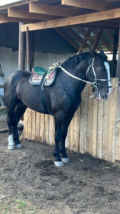 Айғыр сатылады!!!