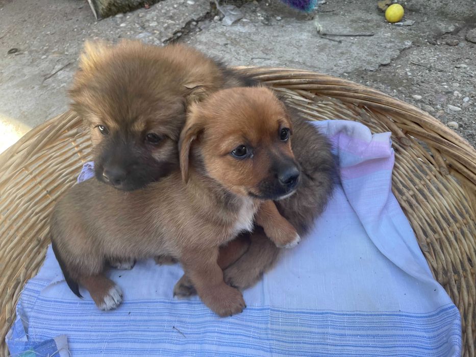 Catelusi pentru adoptie - Gratuit