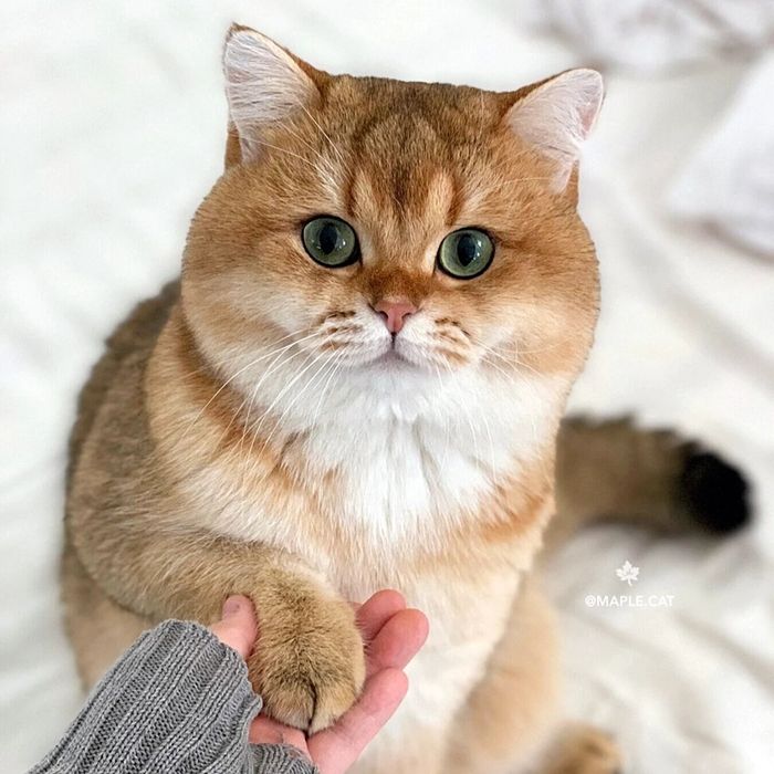 Кот золотая шиншилла, коту 1 год