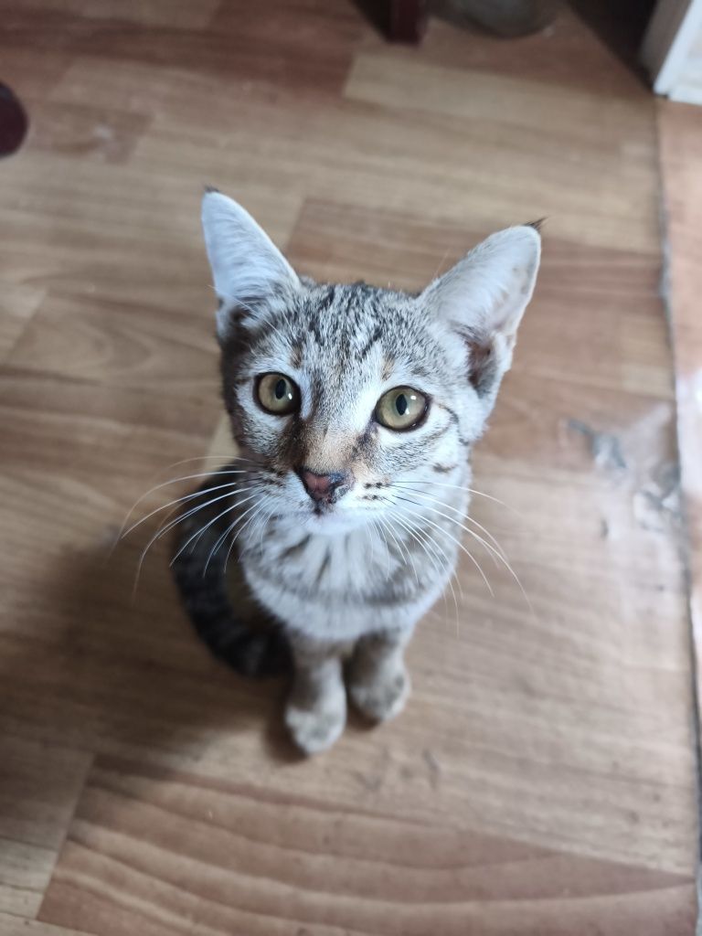 Котёнок/Мушук в хорошие руки