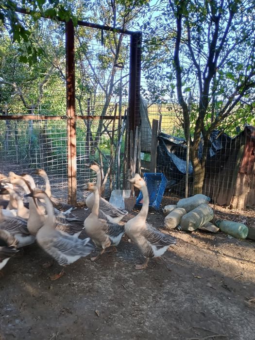 gaste chinezesti curunculate