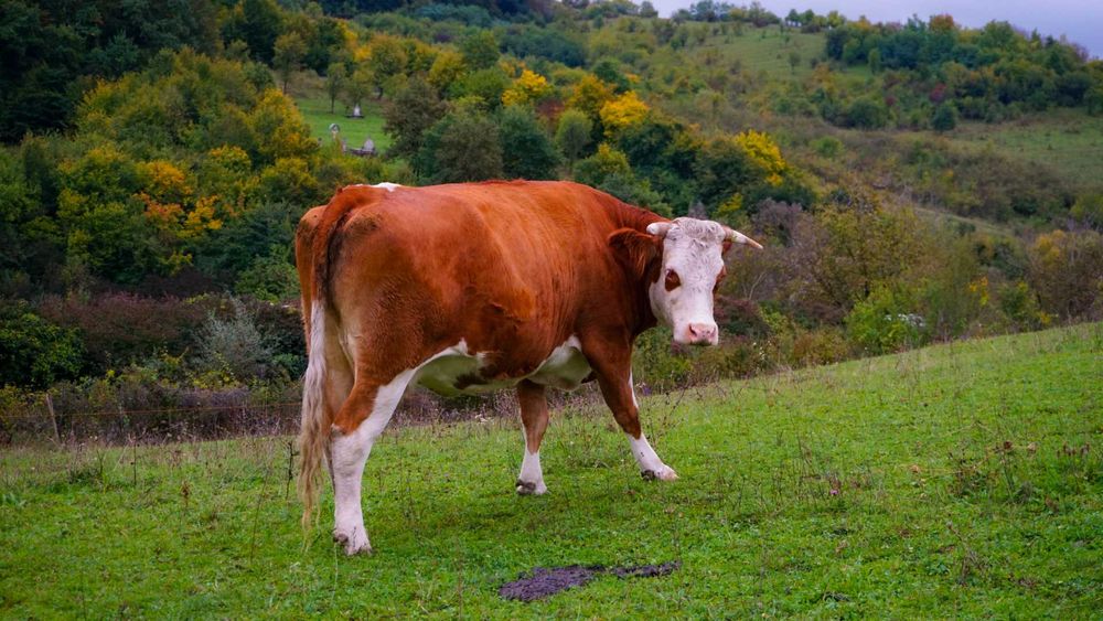 Vacă de  vânzare