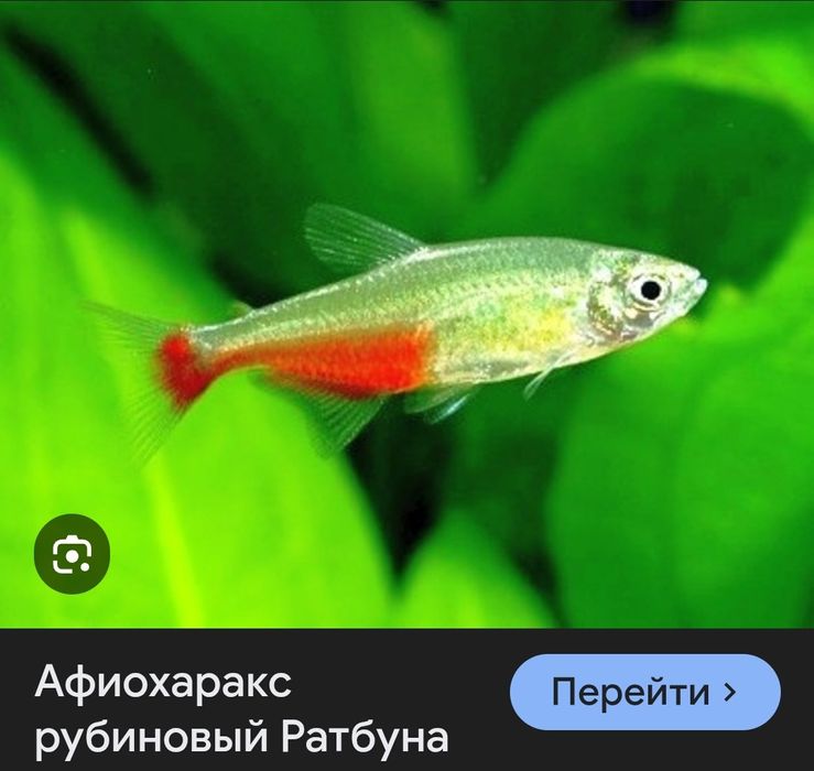 Продаётся Афиохаракс рыбка
