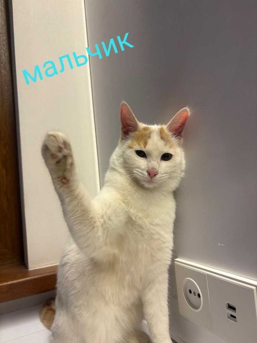 Коты и кошки в добрые руки