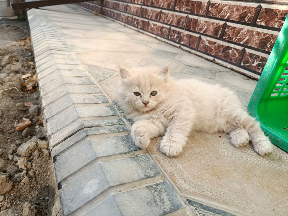 Пишак сотилади пародалик