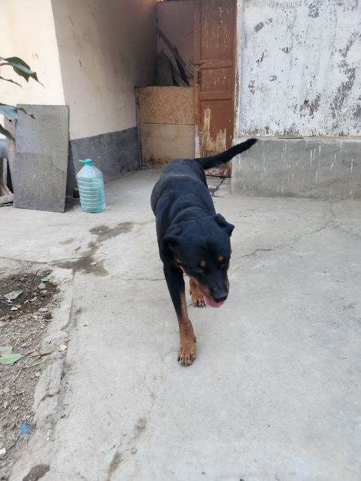 Девочка ищет семью!